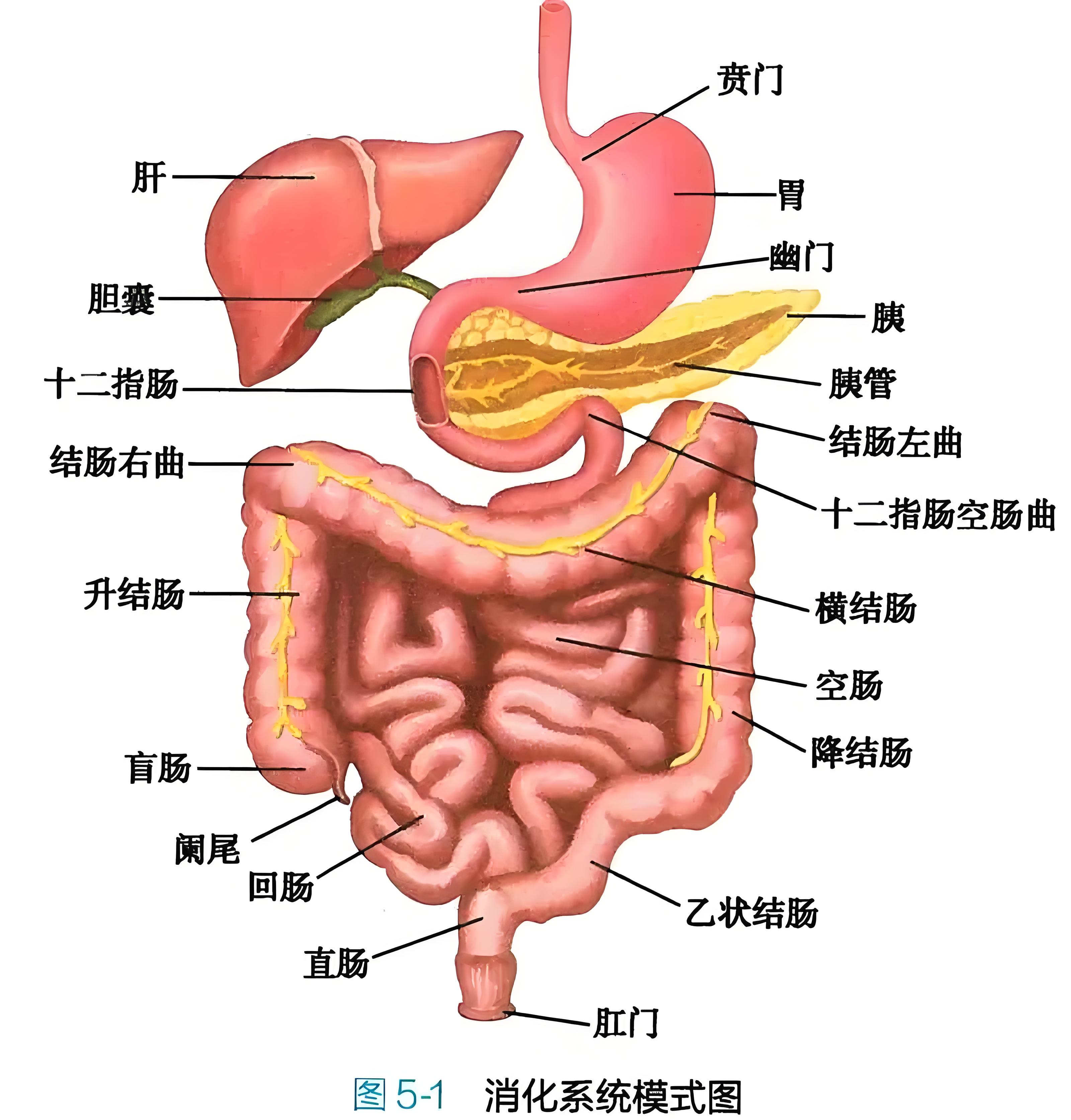 0ac942c2-16b1-4b89-a80e-740a62f67e65.jpg